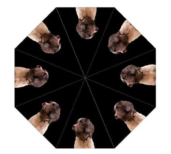 Liver Springer Spaniel Dog Print Umbrella from DoggyBrolly.com